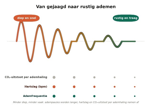 Schema ‘Van gejaagd naar rustig ademen’: een golf die van diep en snel overgaat in rustig en traag, met daaronder per stap kleinere stippen voor CO₂-uitstoot per ademhaling, hartslag en ademfrequentie.