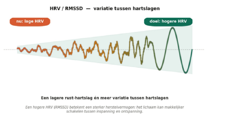 Schema ‘HRV / RMSSD: variatie tussen hartslagen’: een grillige, kleine golf (nu: lage HRV) die uitgroeit tot een regelmatige, brede golf (doel: hogere HRV).